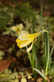 Narcissus pseudonarcissus RCP2-2019 (3).JPG